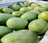 10Kg প্রিমিয়াম হিমসাগর আম – মিষ্টি, রসালো ও আঁশবিহীন