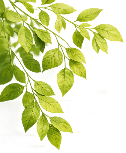 Leaf image
